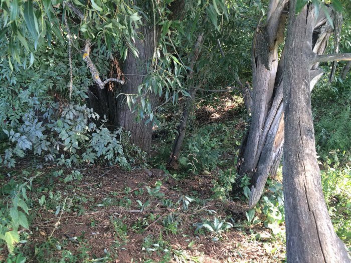 ������ ���� ��������