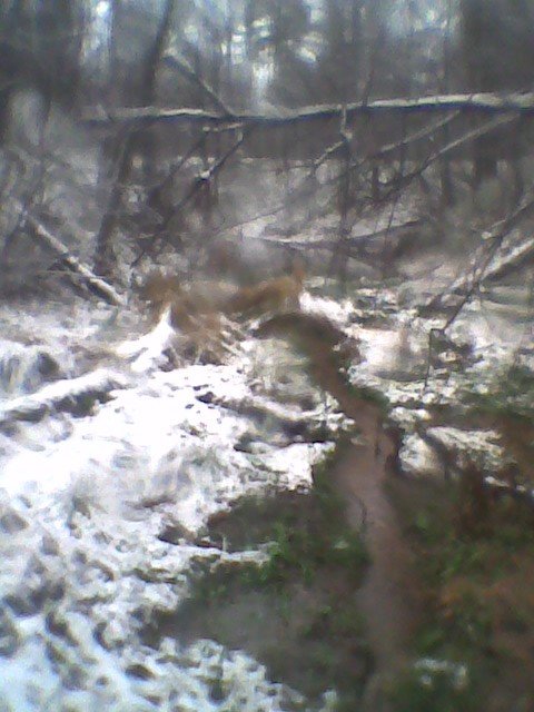 ������ ���� ������ ����� �������