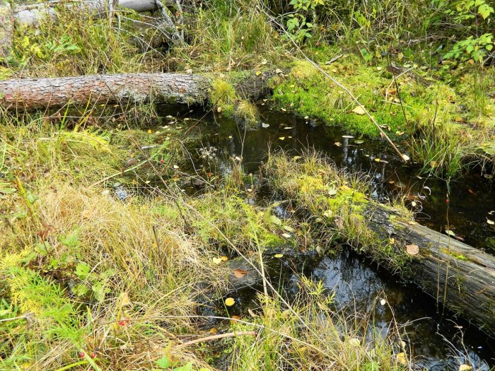 ������ ��������� � ������� ����